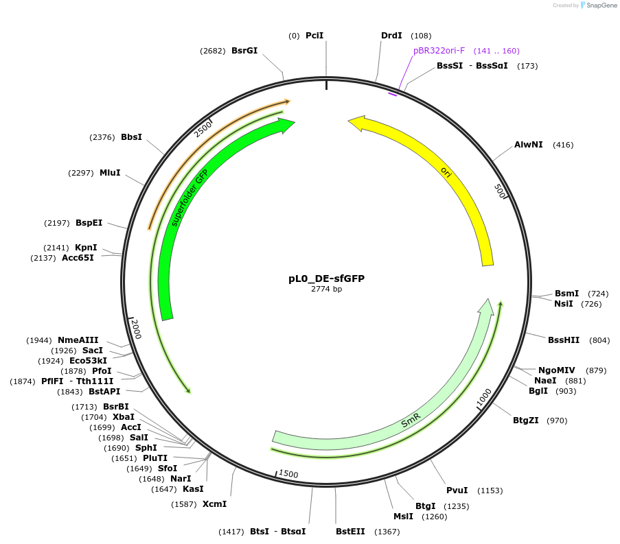 202156-plasmid-map-sequence-id-405620