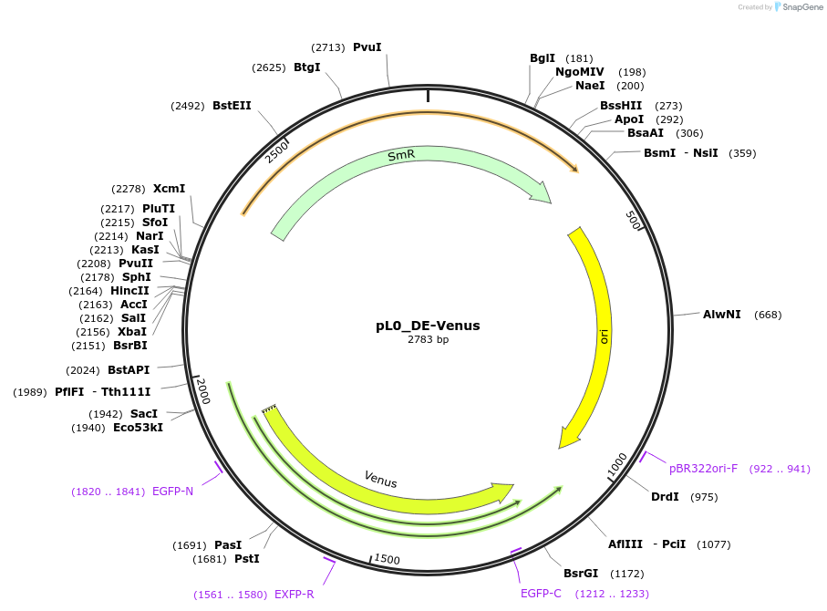 202157-plasmid-map-sequence-id-405621