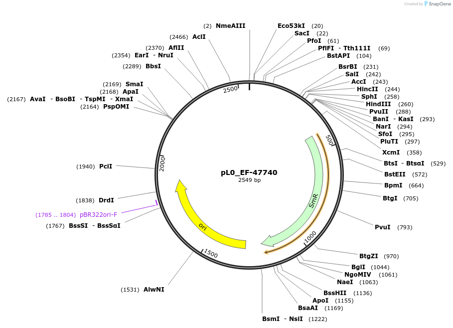 202159-plasmid-map-sequence-id-405624