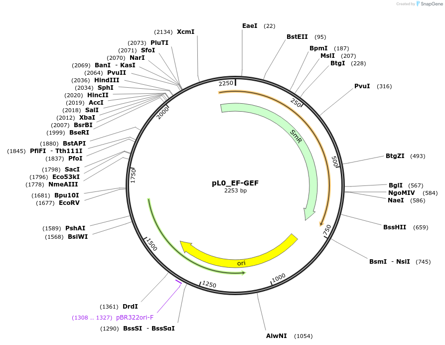 202160-plasmid-map-sequence-id-405625