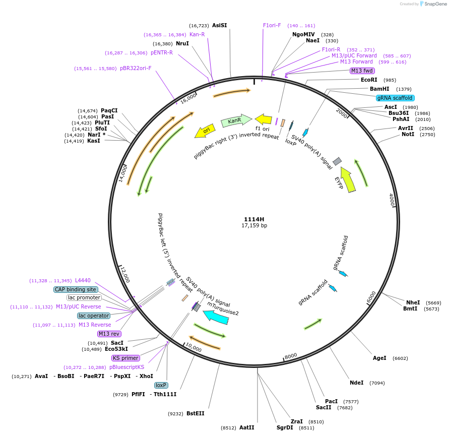 200640-plasmid-map-sequence-id-405636