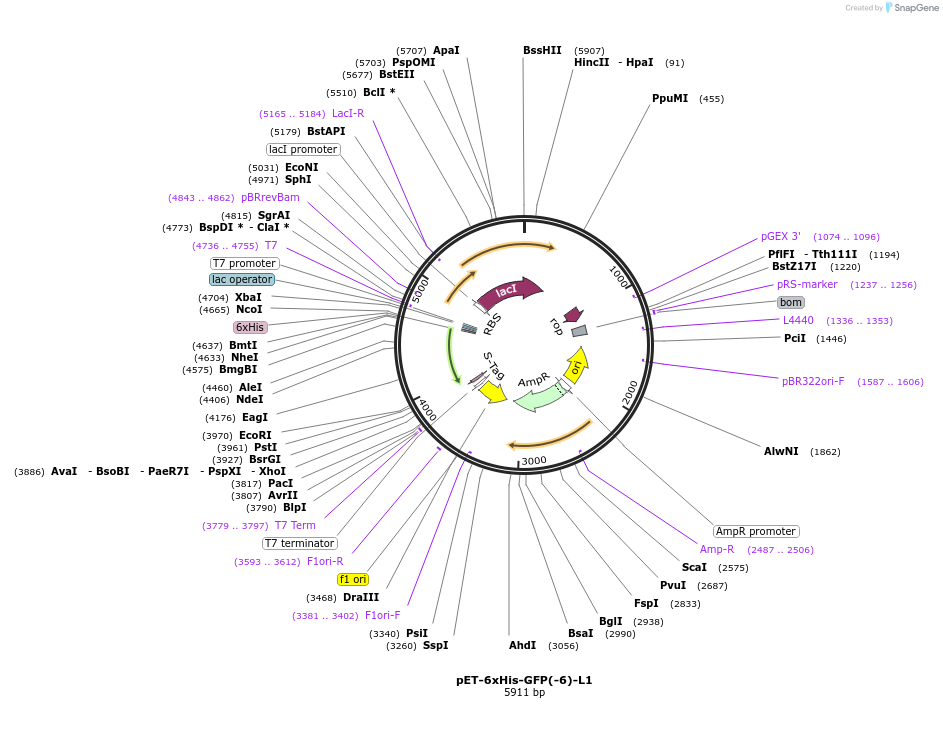 205027-plasmid-map-sequence-id-405637