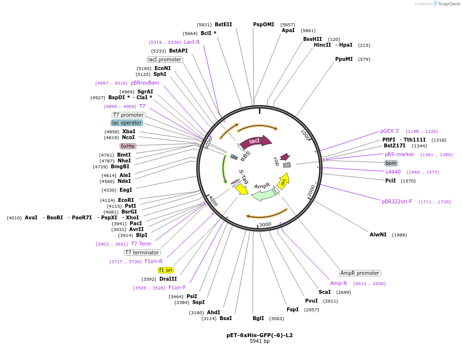 205028-plasmid-map-sequence-id-405638