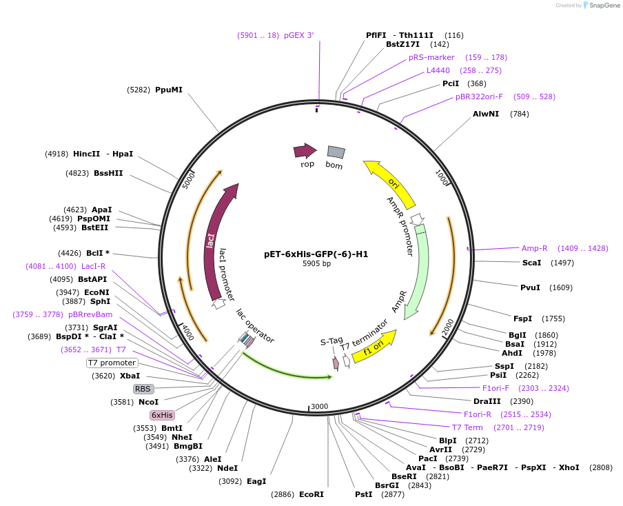 205030-plasmid-map-sequence-id-405640