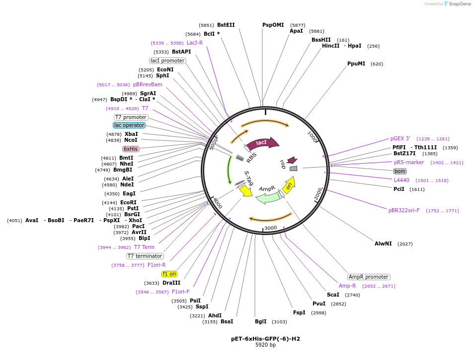 205031-plasmid-map-sequence-id-405641