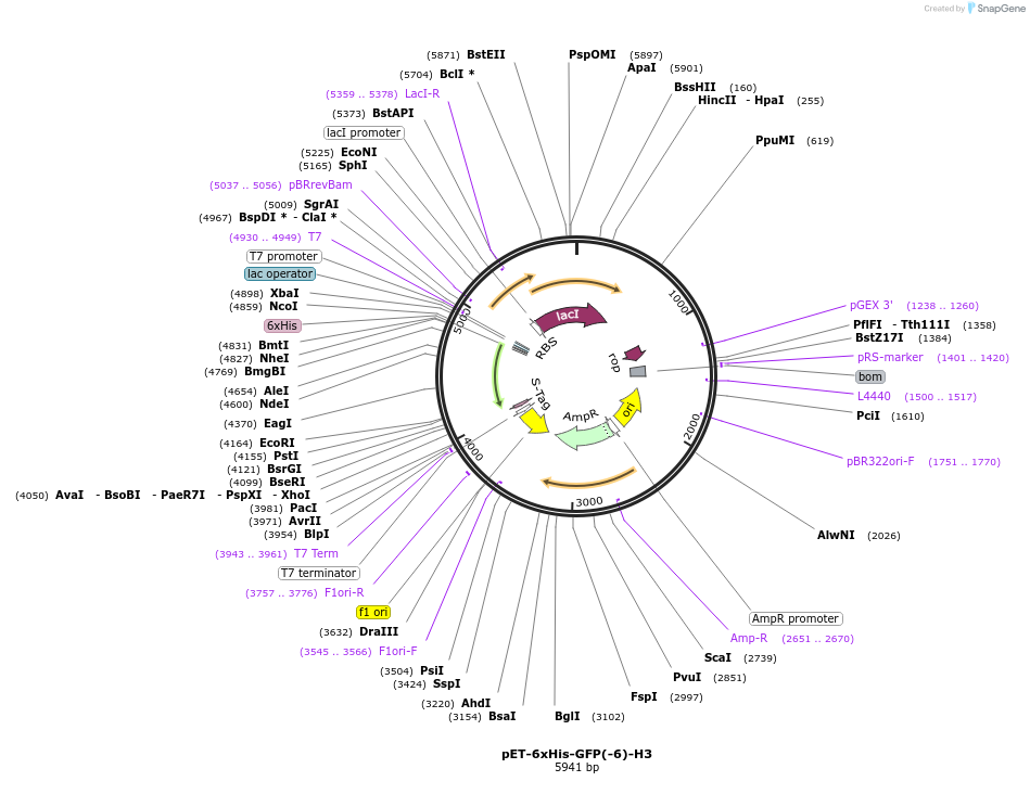 205032-plasmid-map-sequence-id-405642