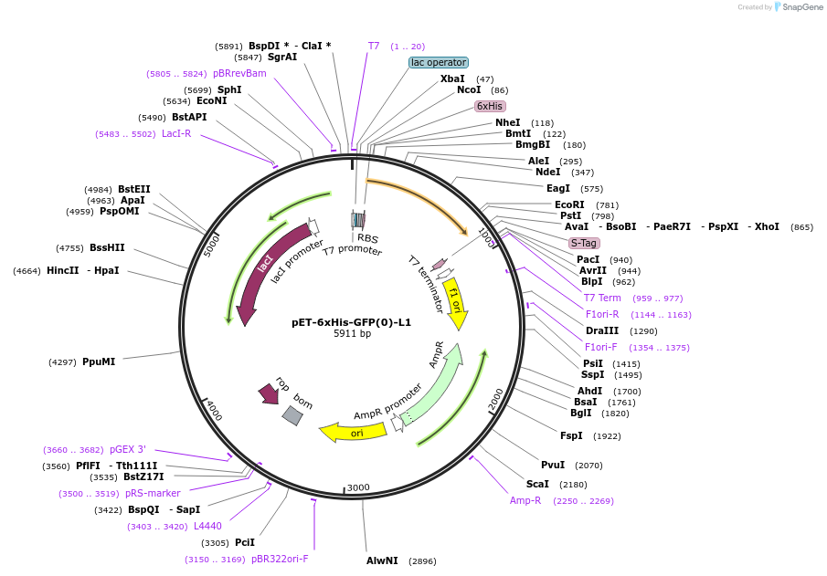 205033-plasmid-map-sequence-id-405643