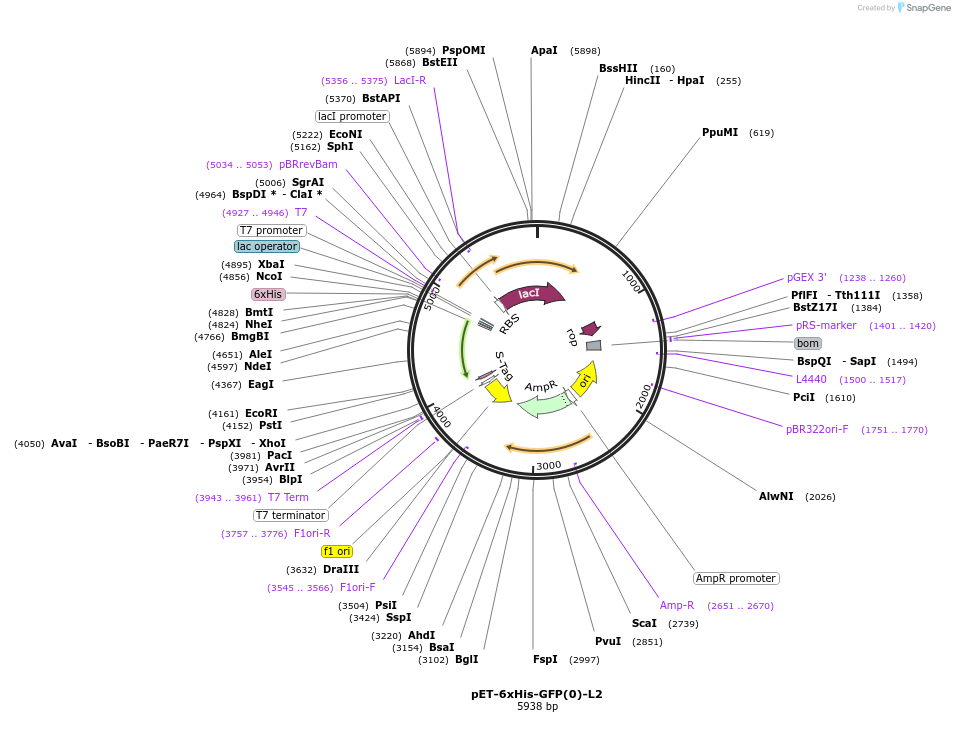 205034-plasmid-map-sequence-id-405644