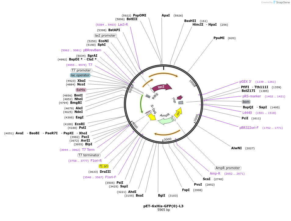 205035-plasmid-map-sequence-id-405646