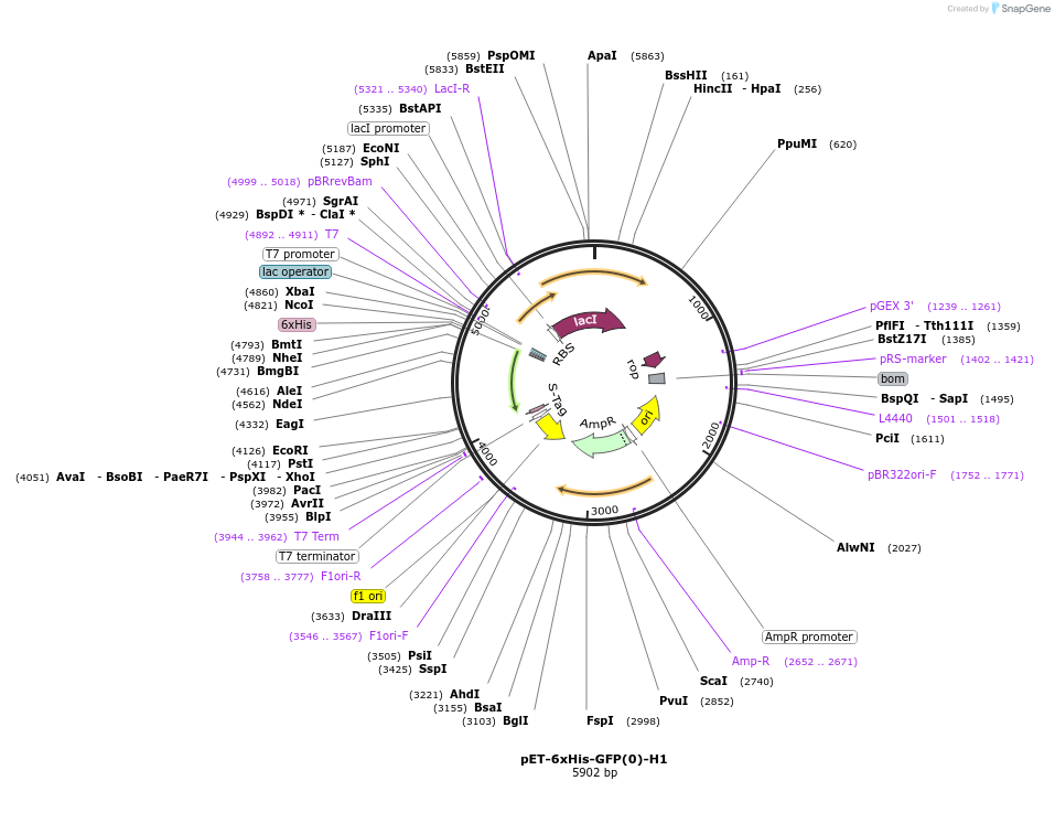 205036-plasmid-map-sequence-id-405648