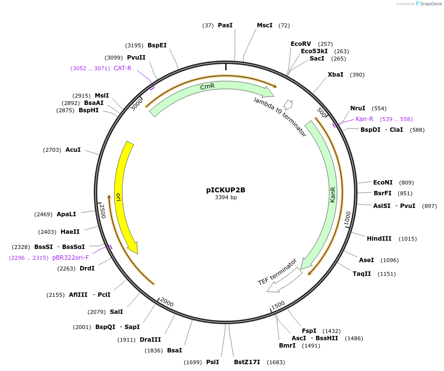 202605-plasmid-map-sequence-id-405649