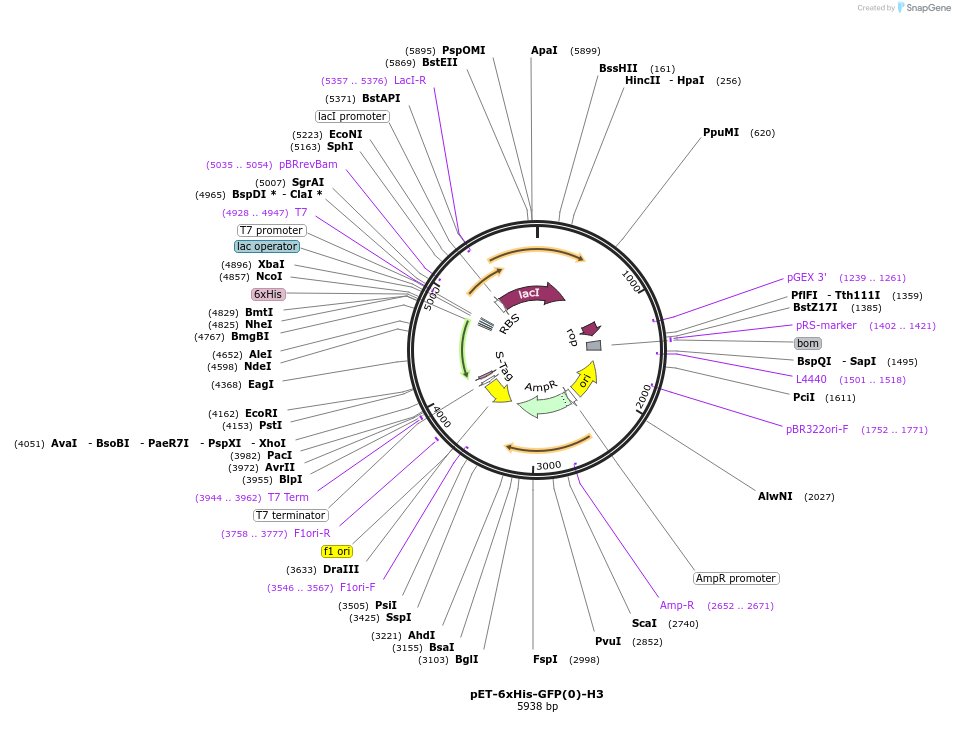 205038-plasmid-map-sequence-id-405651
