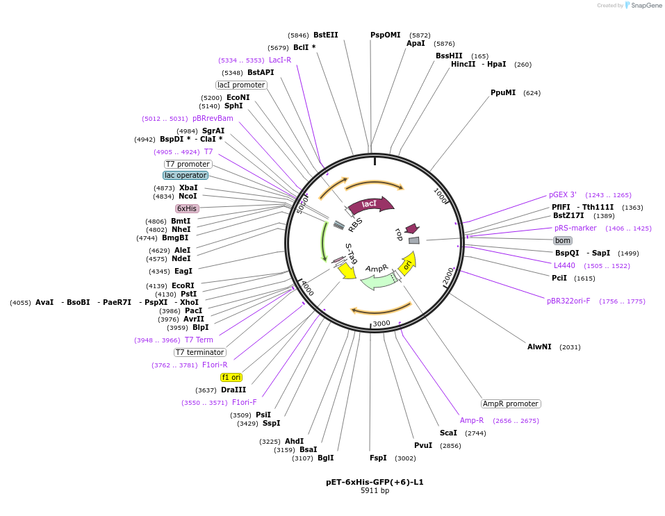 205039-plasmid-map-sequence-id-405652