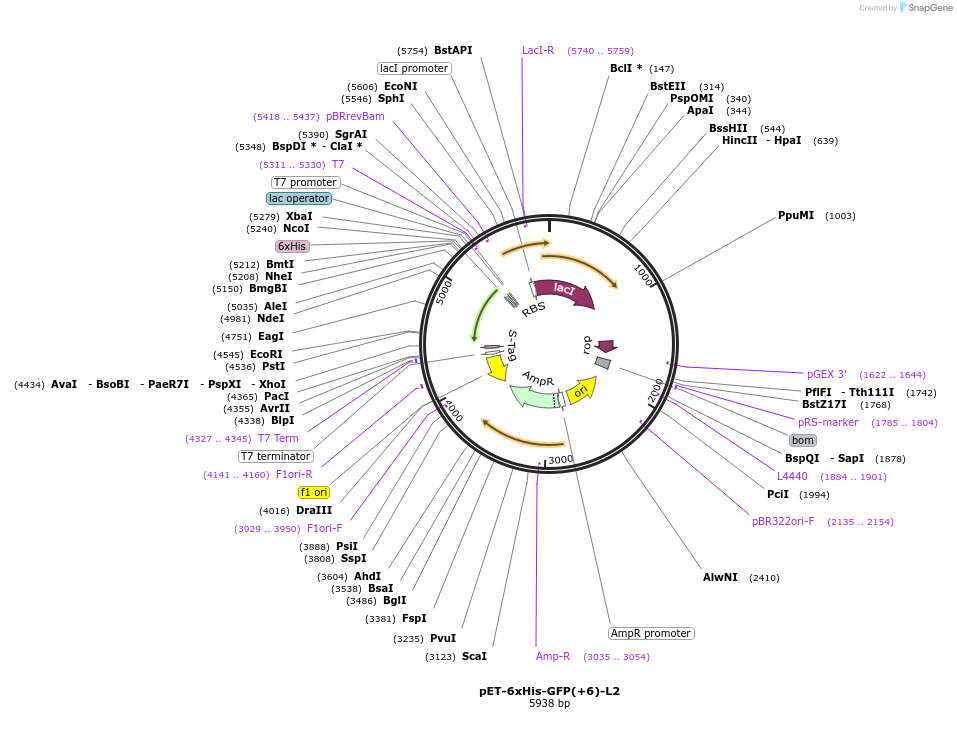 205040-plasmid-map-sequence-id-405653