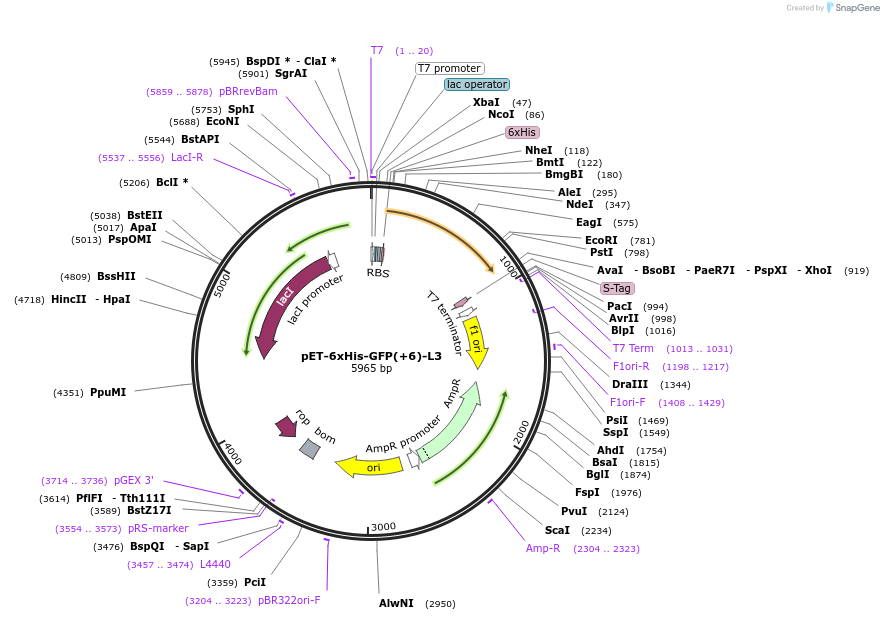 205041-plasmid-map-sequence-id-405654