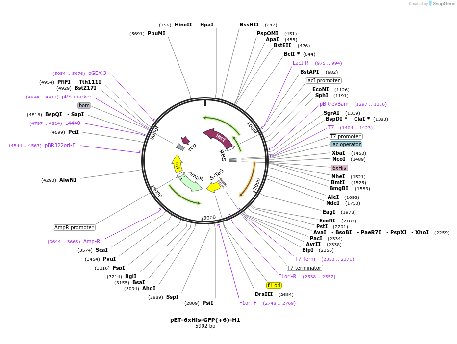 205042-plasmid-map-sequence-id-405655