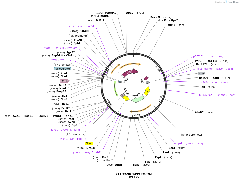 205044-plasmid-map-sequence-id-405657