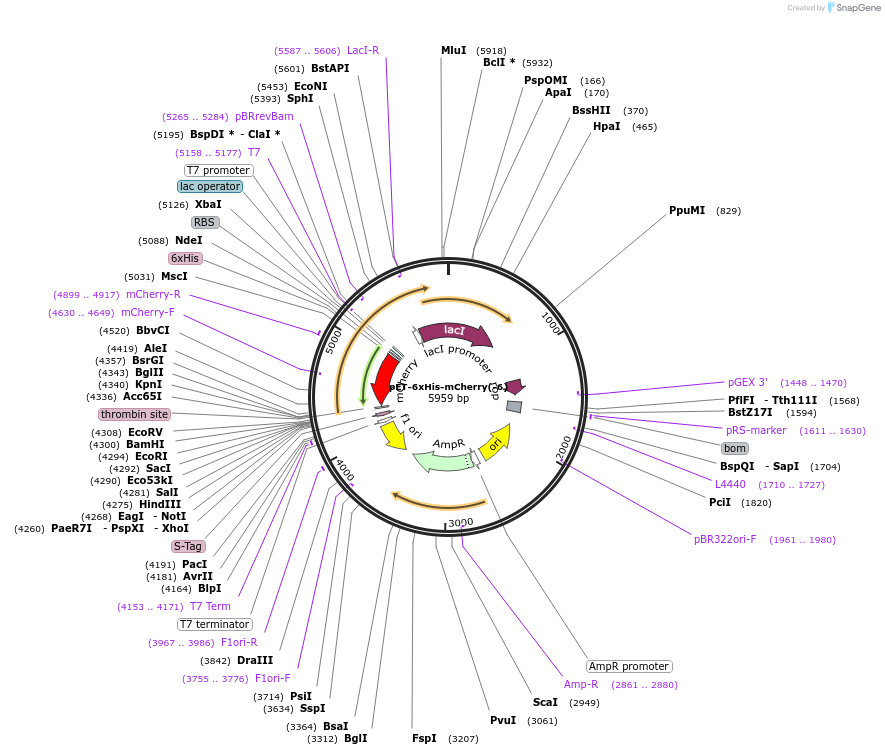 205045-plasmid-map-sequence-id-405658