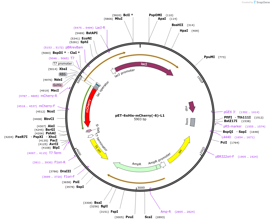 205046-plasmid-map-sequence-id-405660