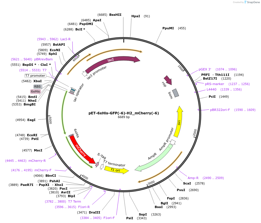 205049-plasmid-map-sequence-id-405663
