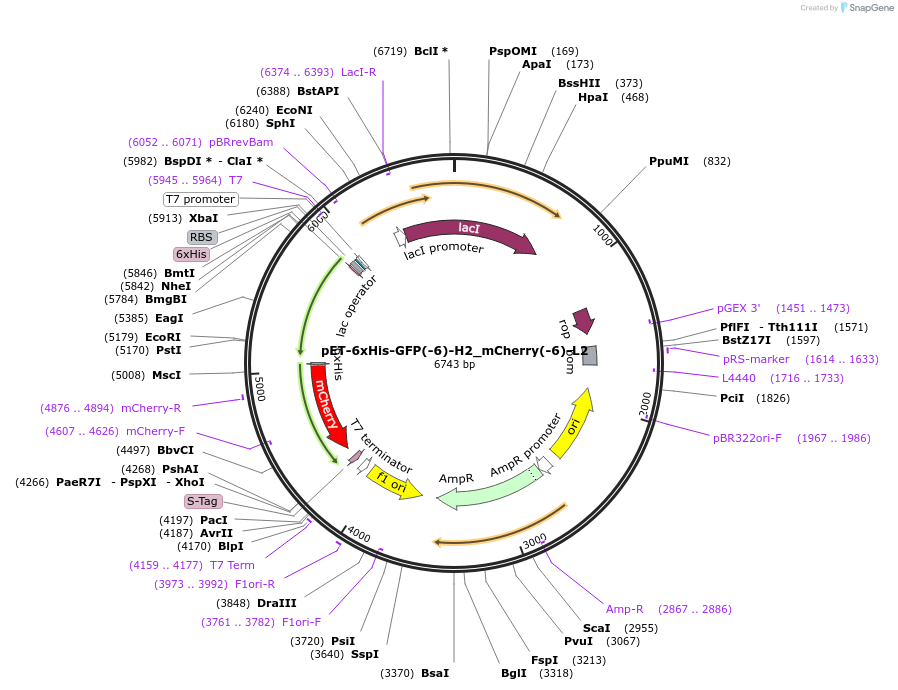 205051-plasmid-map-sequence-id-405665