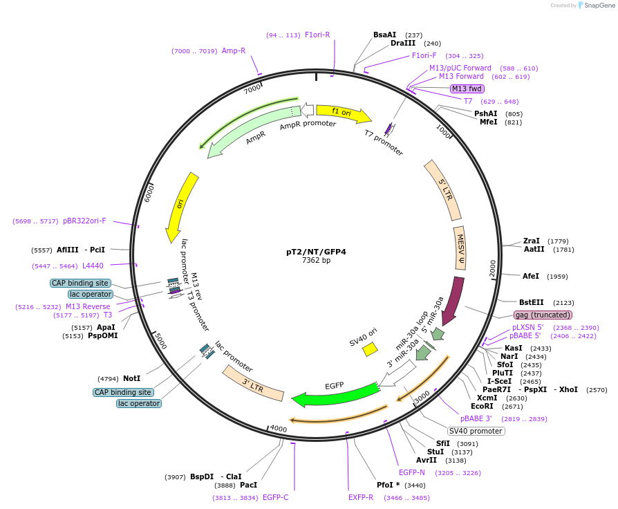 206133-plasmid-map-sequence-id-405666