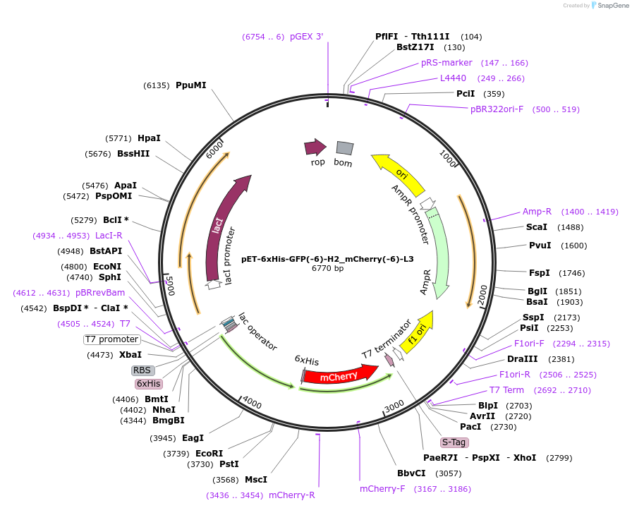 205052-plasmid-map-sequence-id-405667