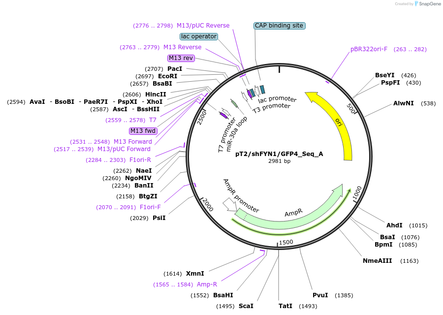 206134-plasmid-map-sequence-id-405670