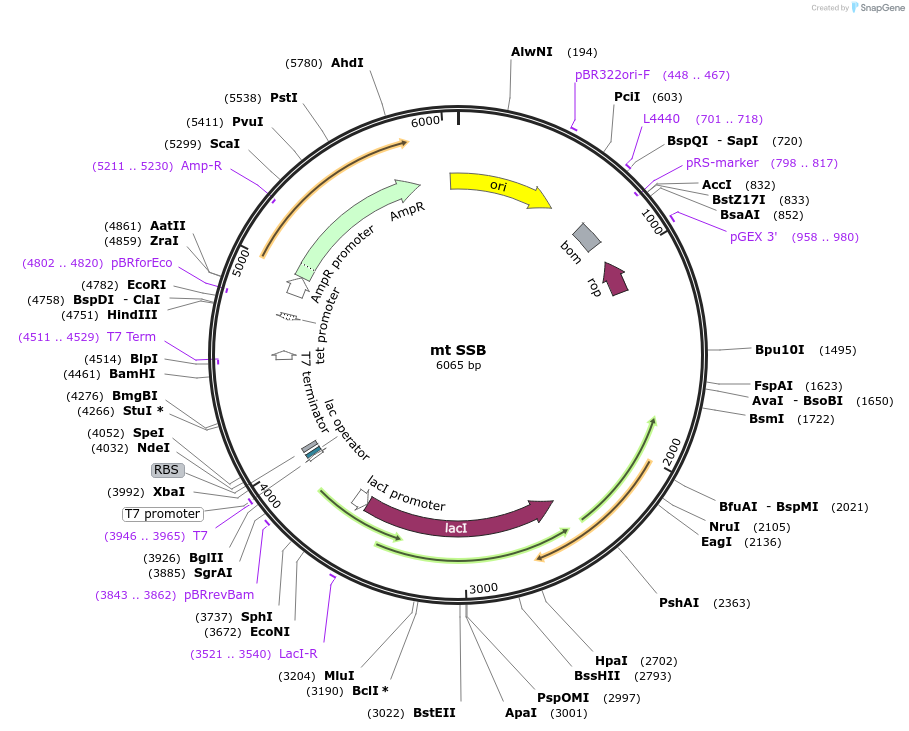 205057-plasmid-map-sequence-id-405671