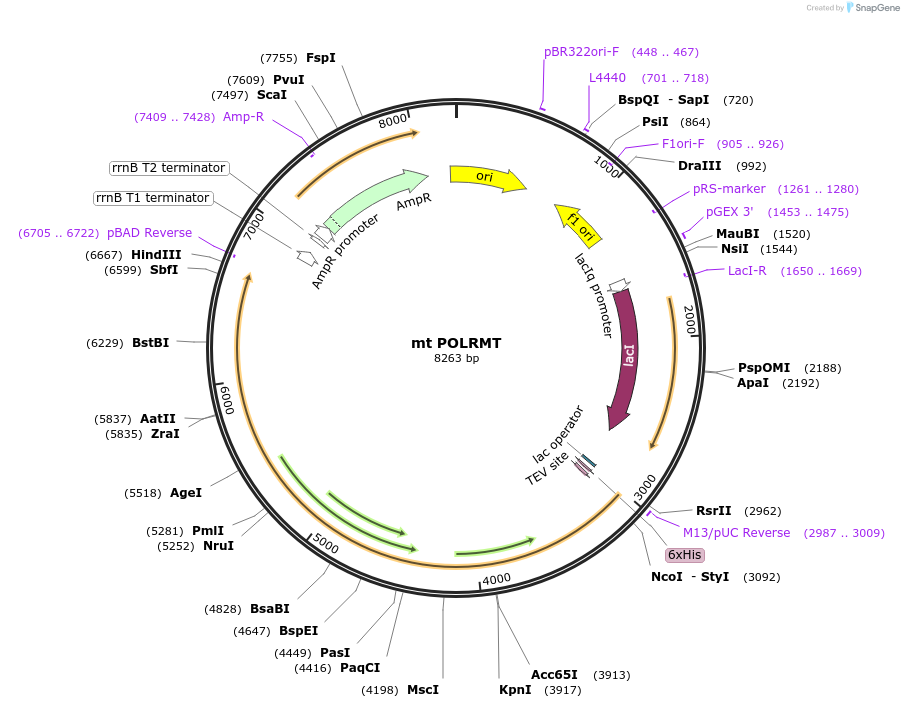 205059-plasmid-map-sequence-id-405673