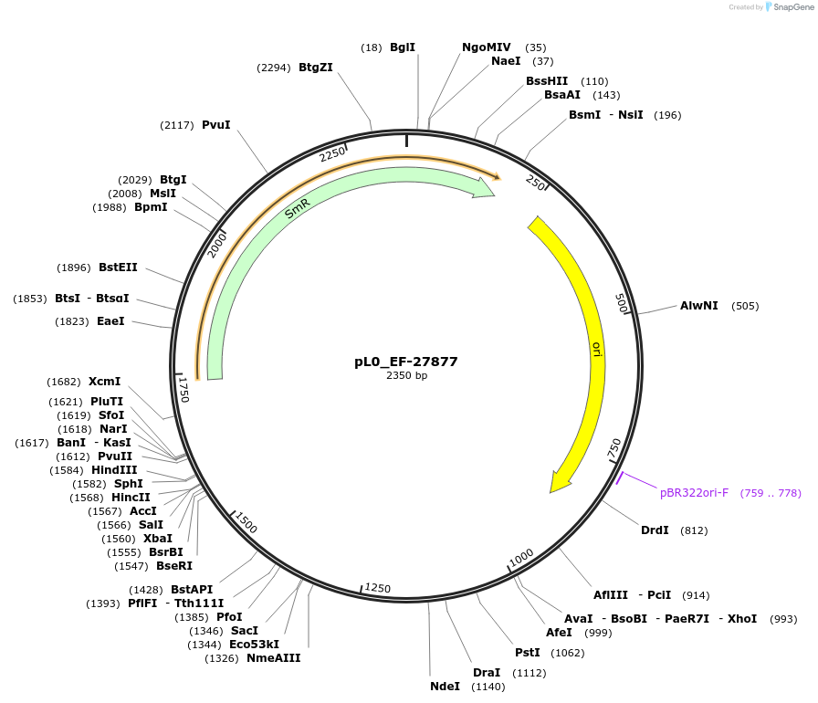 202162-plasmid-map-sequence-id-405674