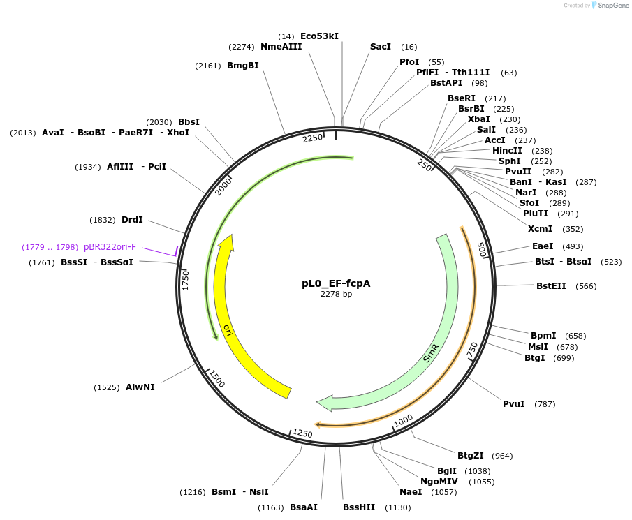 202164-plasmid-map-sequence-id-405675