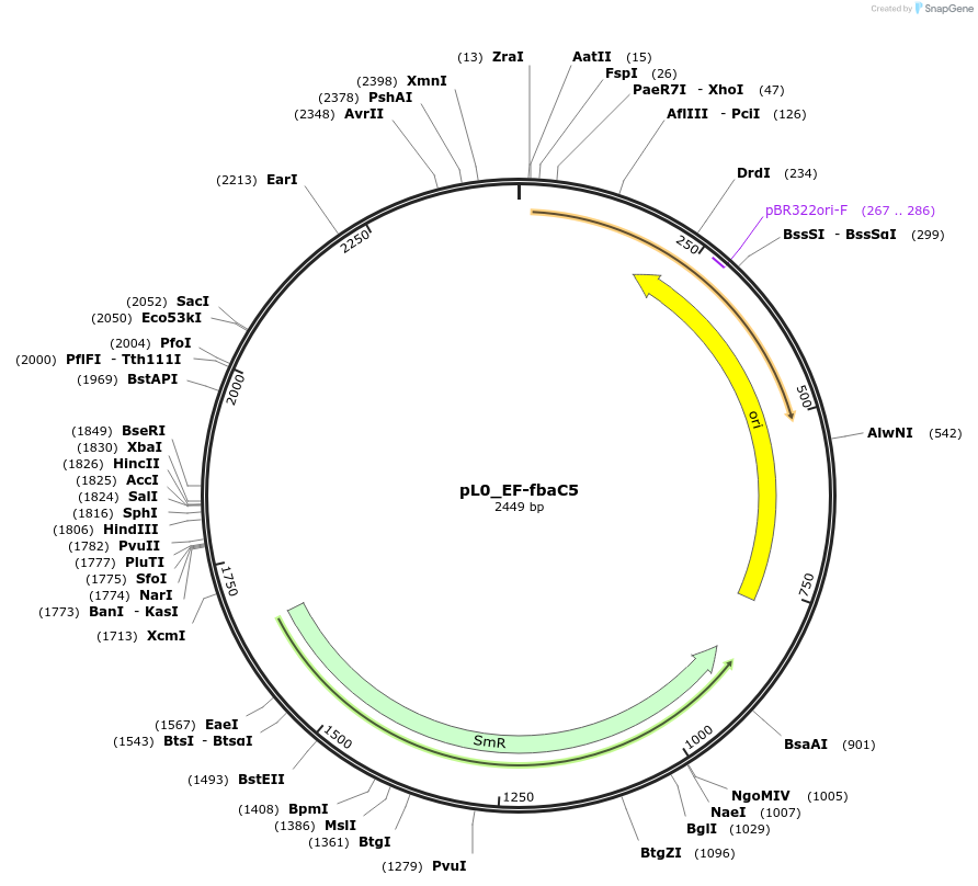 202166-plasmid-map-sequence-id-405677