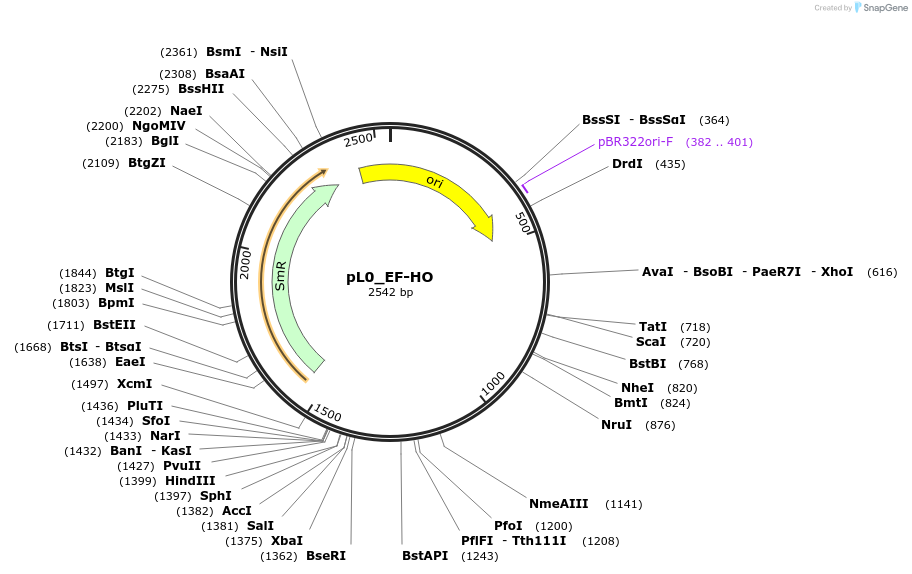 202170-plasmid-map-sequence-id-405684