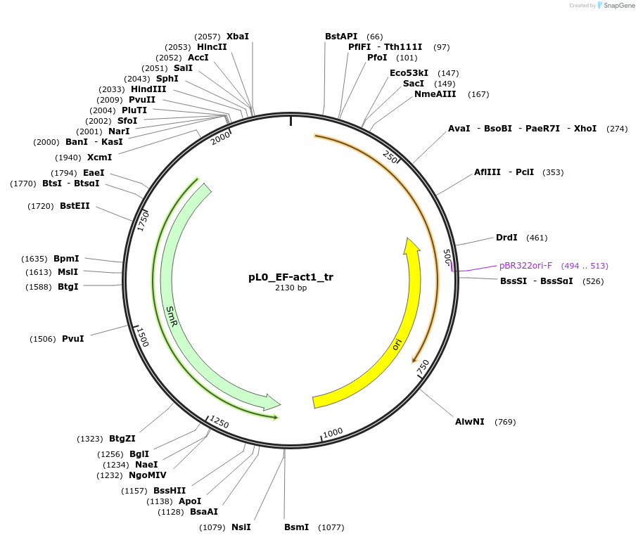 202171-plasmid-map-sequence-id-405685