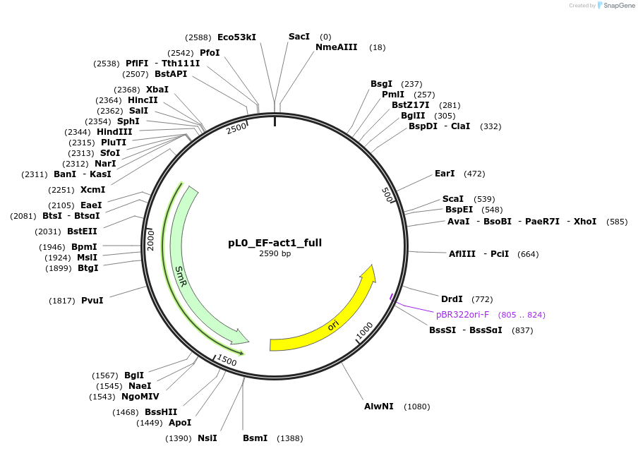 202172-plasmid-map-sequence-id-405687
