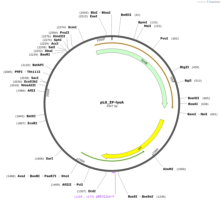 202173-plasmid-map-sequence-id-405688