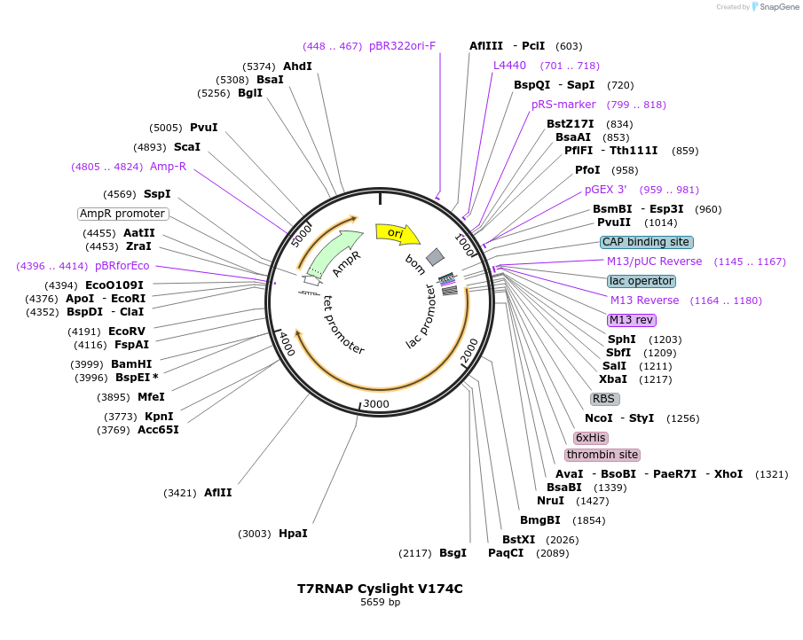 205078-plasmid-map-sequence-id-405689