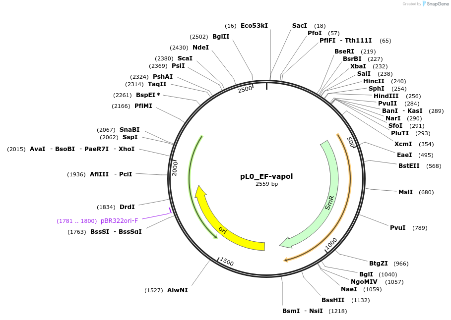 202174-plasmid-map-sequence-id-405690
