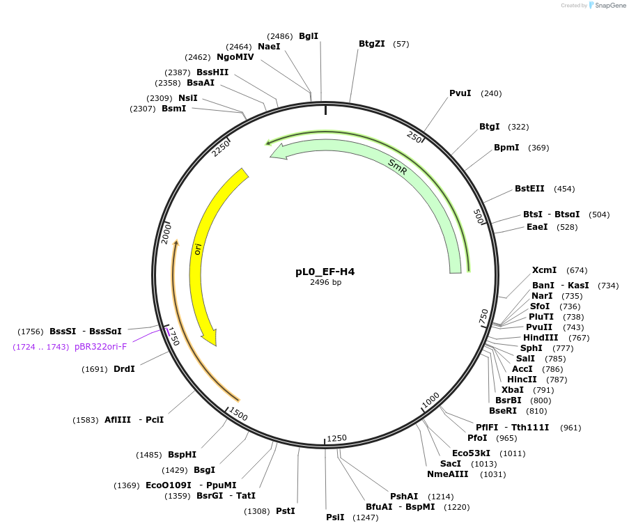 202178-plasmid-map-sequence-id-405693