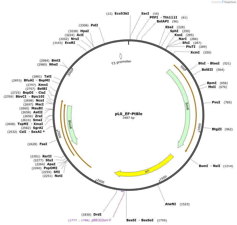 202180-plasmid-map-sequence-id-405695