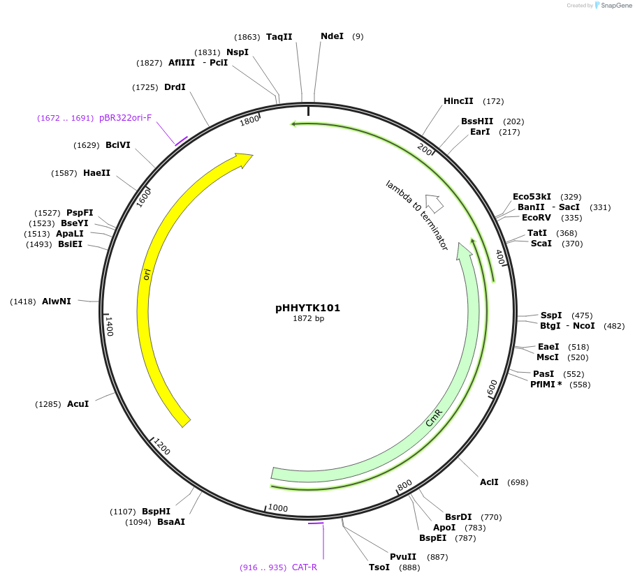 200131-plasmid-map-sequence-id-405696