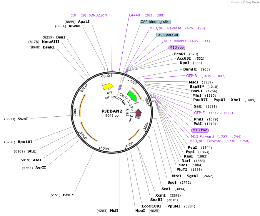 203681-plasmid-map-sequence-id-405711