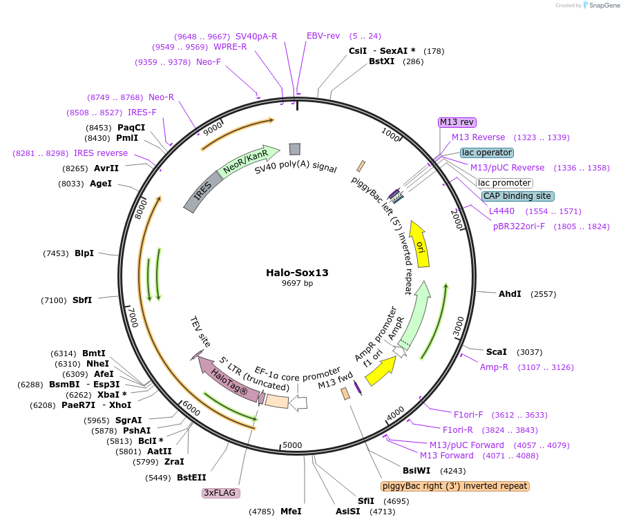 200194-plasmid-map-sequence-id-405715