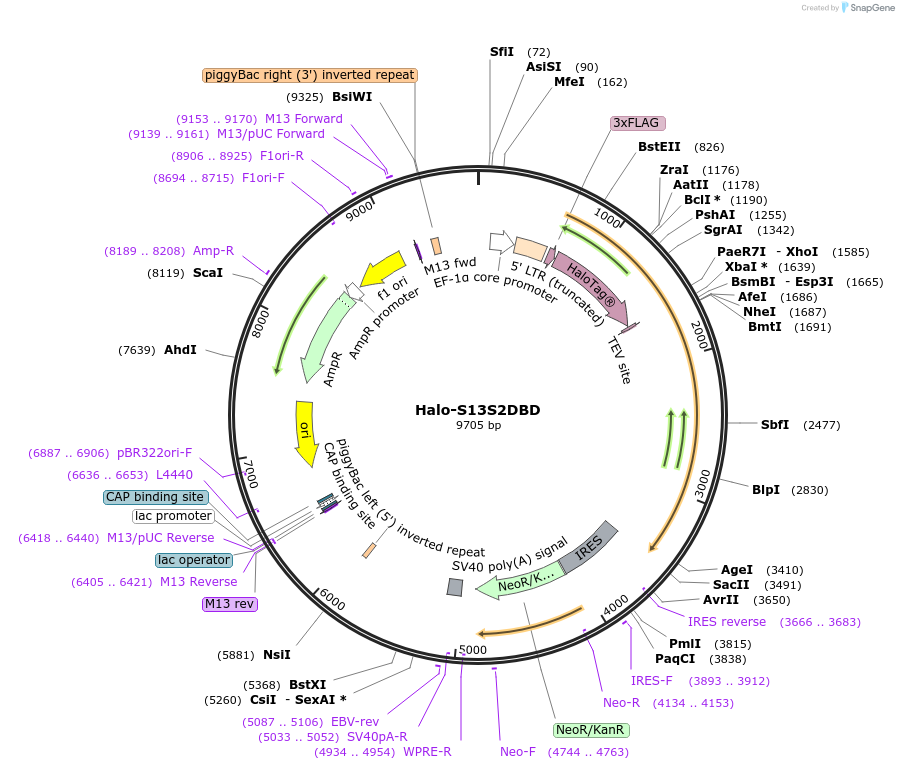 200196-plasmid-map-sequence-id-405716