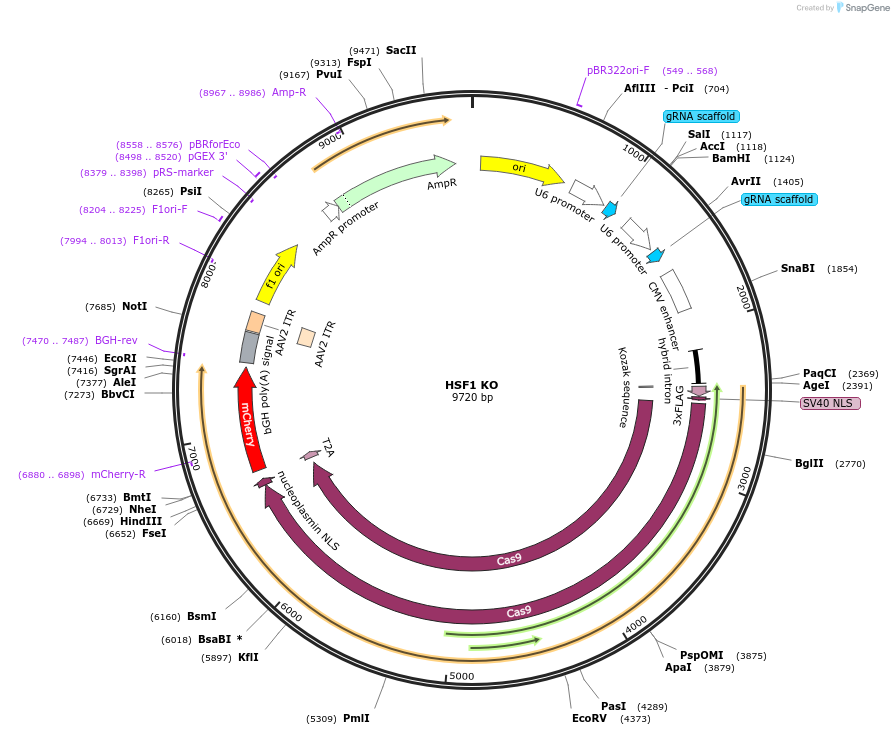 200207-plasmid-map-sequence-id-405717