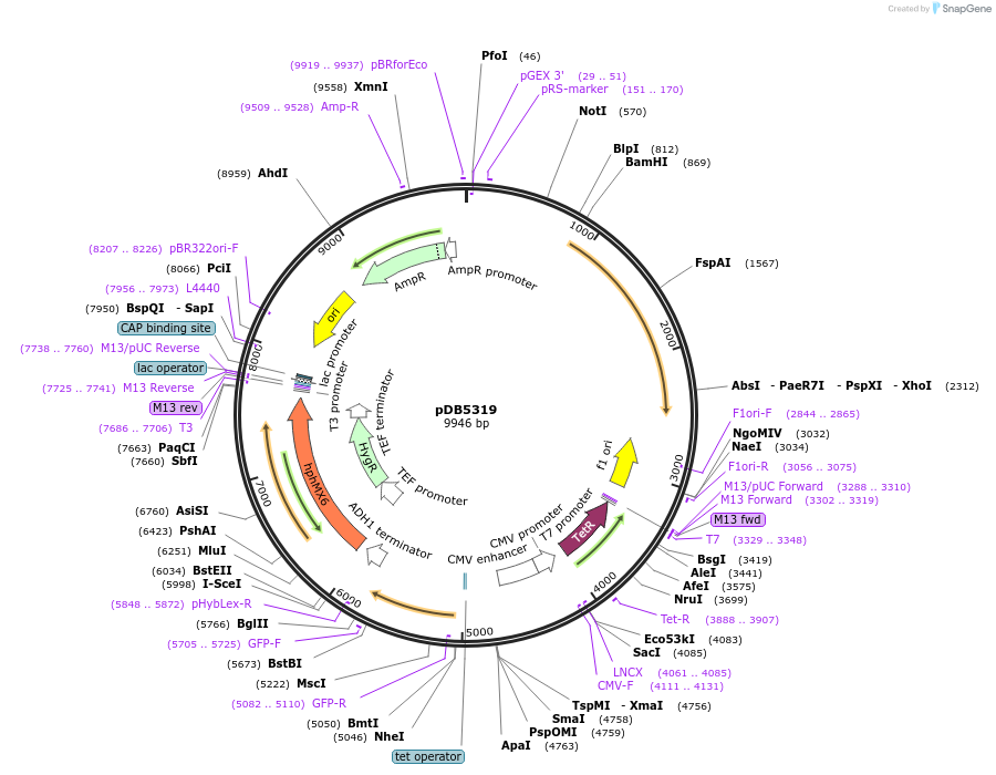 204829-plasmid-map-sequence-id-405718