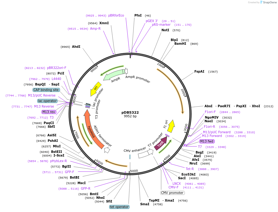 204832-plasmid-map-sequence-id-405720