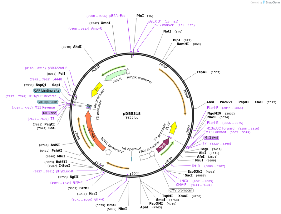204828-plasmid-map-sequence-id-405721