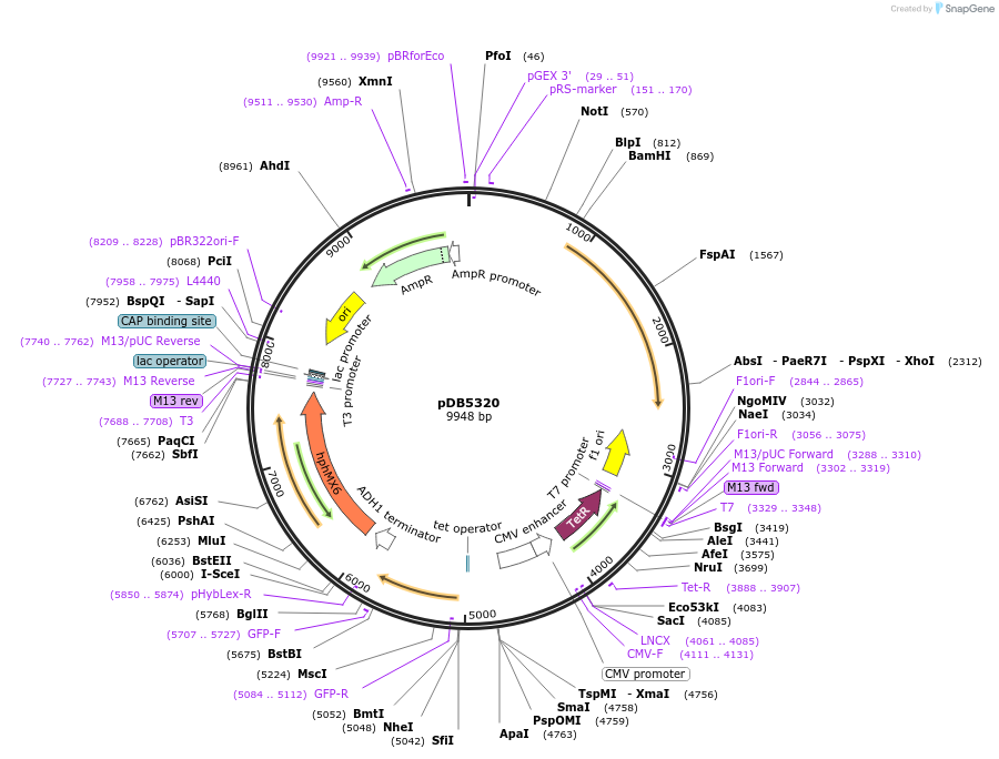 204830-plasmid-map-sequence-id-405722